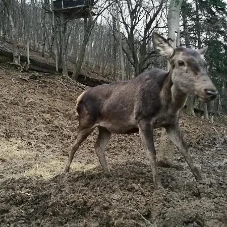 Tree House Kro Vladaya