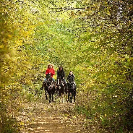 Tree House Владая