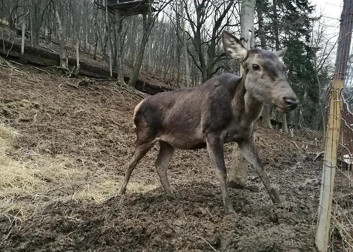 къща на дърво Хан Владая